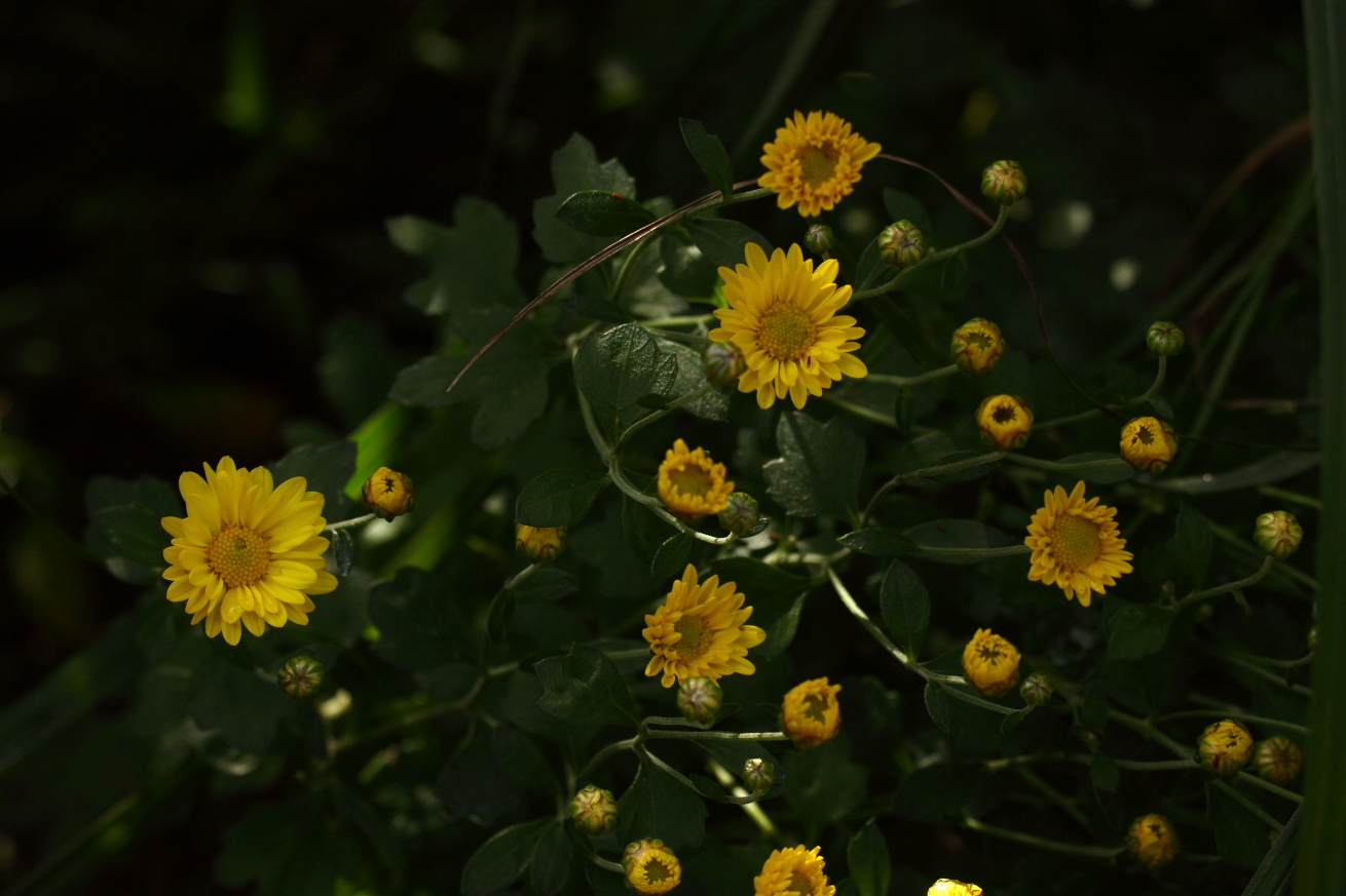 2015 09 29 HTP 9999 85e